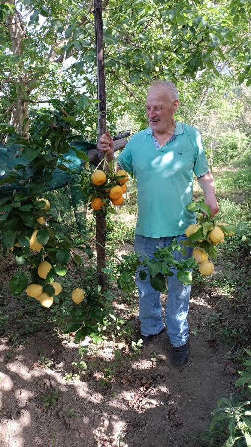 B&B Il Limoneto Gragnano Luaran gambar